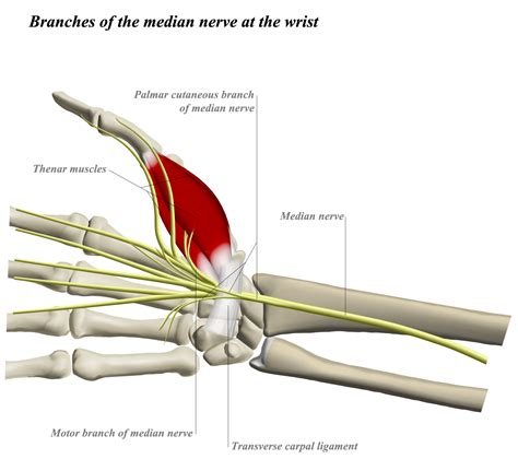 Volar Approach To Wrist Approaches Orthobullets