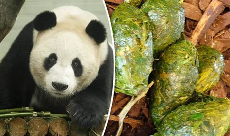 Scots Scientists Awarded £250000 To Study Panda Poo At Edinburgh Zoo