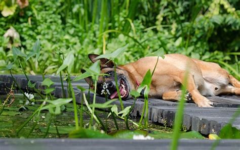 Den Garten Tierfreundlich Gestalten Hundgerechte Garten Mit Hundepool AnuragLengnan