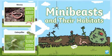 Minibeasts And Their Micro Habitat Powerpoint Teacher Made