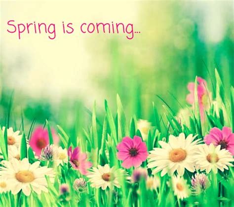 Spring Is Coming Spring Flowers Spring Quotes Spring Pictures Spring Is