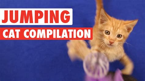 Cats Jumping Funny Compilation Youtube