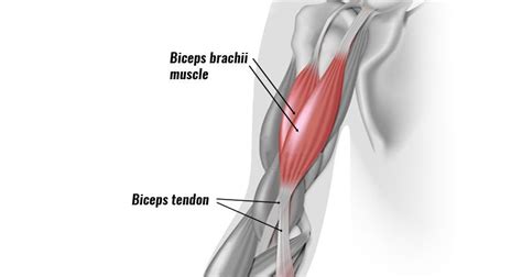 Biceps Tendonitis At The Elbow Symptoms Causes And Treatment