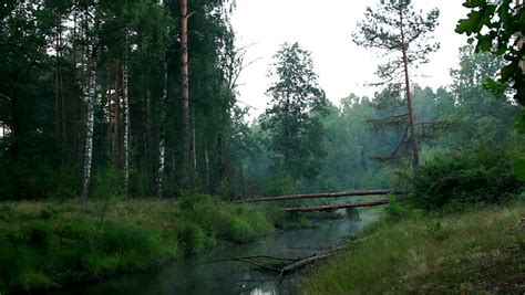 Fallen Pine Tree Across The River In The Morning Mist