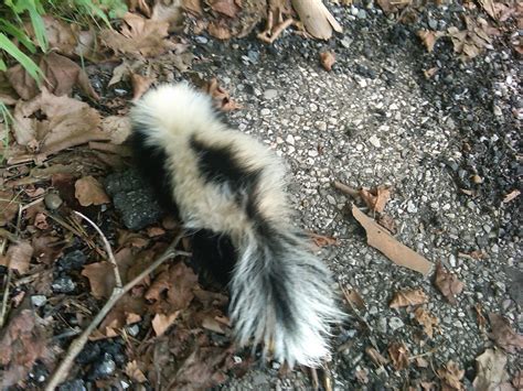 Baby Raccoons Squirrels And Skunks Wildlife Busters