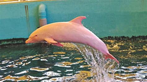 Dolphin Turns Pink When Gets Emotional Albino Dolphin Dolphins Pink