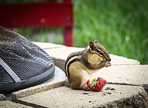 Chipmunk Eating Strawberries Photo By Thebazile Gonzo Gonzo Animal