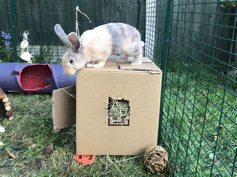 what are the best toys for my rabbit