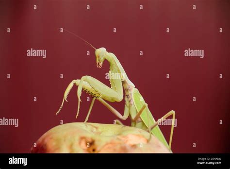 Mantis On A Red Background Mating Mantises Mantis Insect Predator