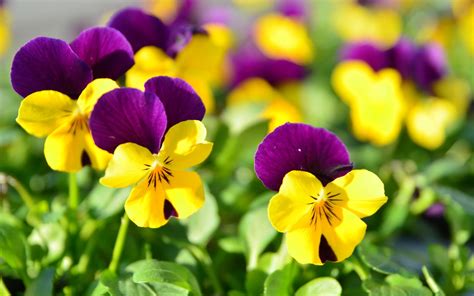 Yellow And Purple Pansies In The Garden