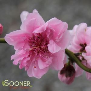 Like other fruit trees, flowering peach trees need to receive full sun and you should plant yours in the sunniest location possible. Peppermint Twist™ Peach Buy Online, Best Prices