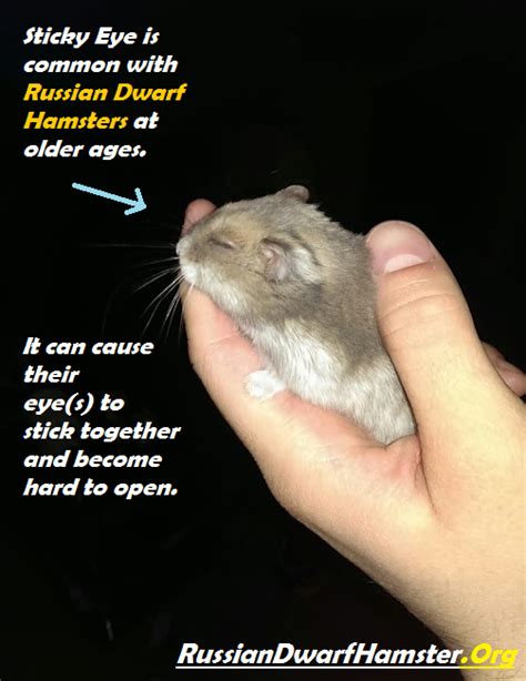 Russian Dwarf Hamster Eye Problems Sticky Eye