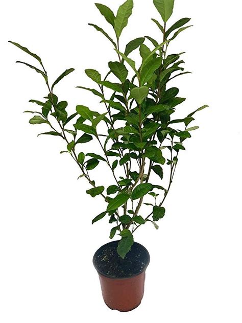 Camellia Sinensis 6 Inch Container Large And Beautiful Live Tea Plant