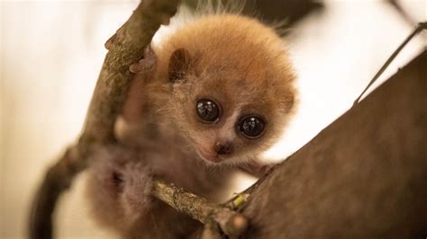 Pygmy Slow Loris Born At The Columbus Zoo And Aquarium Wsyx