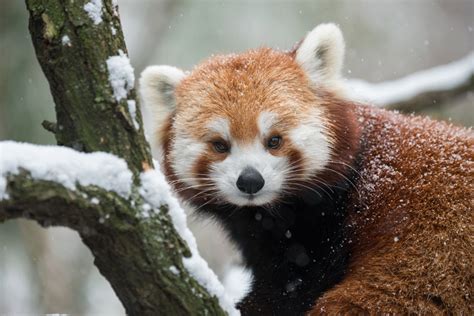 The Cutest Red Panda In The World