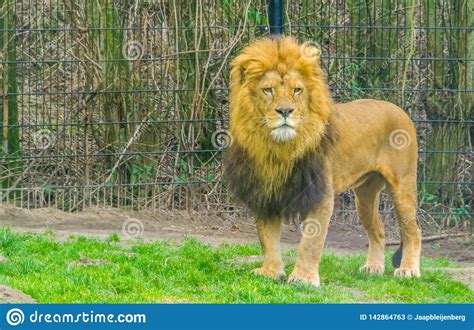 Closeup Of A Male Lion Standing In The Grass Popular Zoo