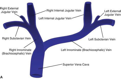 Image Result For Brachiocephalic Vein And Subclavian Vein Basic