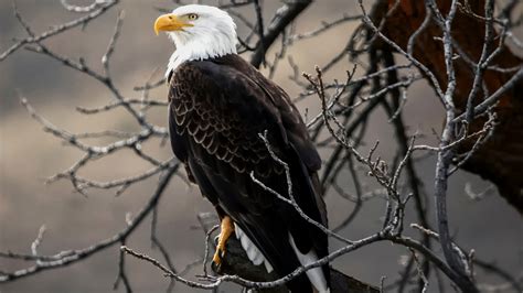 Bald Eagle On Brown Tree Branch 4k Hd Wallpapers Hd Wallpapers Id