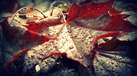 Wallpaper Id 1191160 Leaf 1080p Fall Red Water Lonely Rain