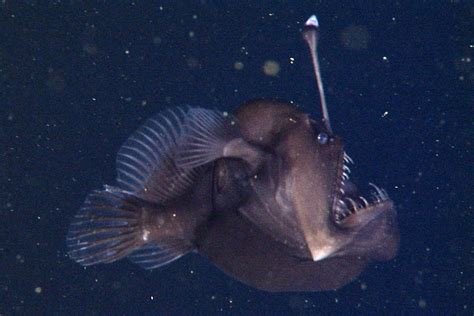 Fanfin Anglerfish