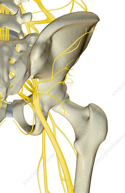The Nerves Of The Hip Stock Image F0013995 Science Photo Library