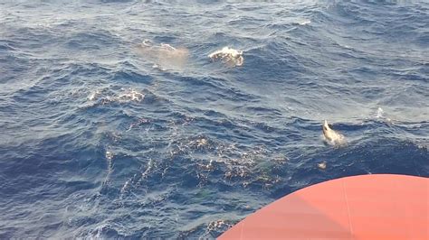 Dolphins At Play Far Out In The Gulf Of Mexico Youtube