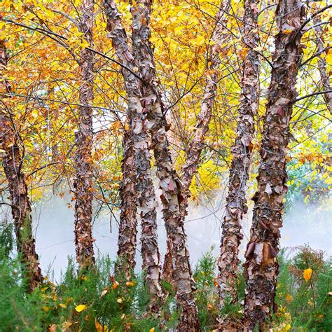 Heritage® River Birch Trees For Sale