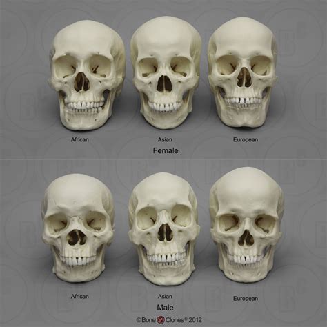 Learn about its anatomy, borders to other bones, development abdomen: Human Male and Female Skulls: African, Asian, and European ...