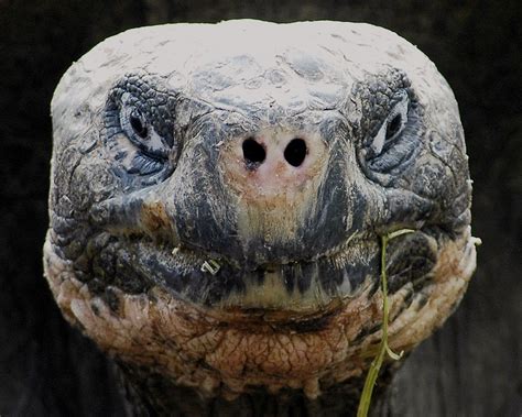 Turtle Face Giant Tortoise Animals Animal Pictures