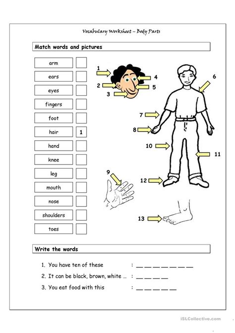 vocabulary matching worksheet body parts  english esl worksheets