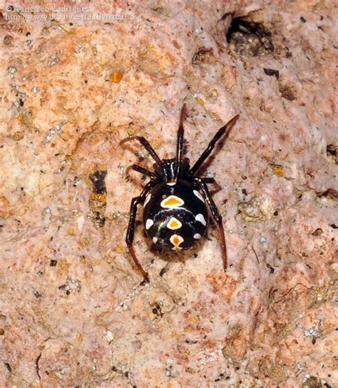 Latrodectus Latrodectus Tredecimguttatus Spiders Creepy Insects Spider