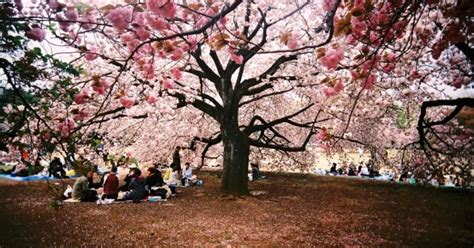 Sebut saja taman sakura surabaya. Beberapa Tempat Sakura Terbaik di Tokyo Jepang