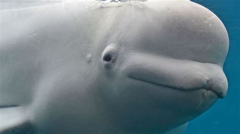 Bbc Earth The Mysterious Squeaks And Whistles Of Beluga Whales