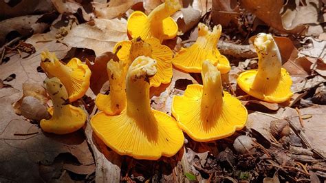 Yes North Texas Has An Edible Wild Mushroom Season Heres What You