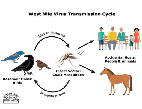 West Nile Virus Antelope Valley Mosquito And Vector Control District