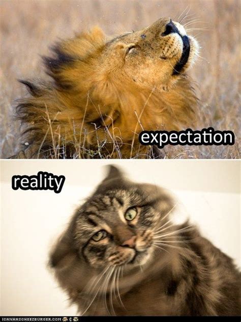 Expecation Lion Shake Vs Reality Funny Cats Cats Animals