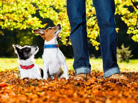 15 Best Dog Training Tools And Gadgets 2023 Loved By Pros
