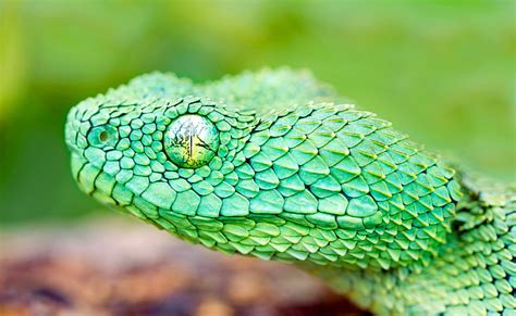 Hd Wallpaper Brown And Gray Snake With Blue Eyes Reptile Animal