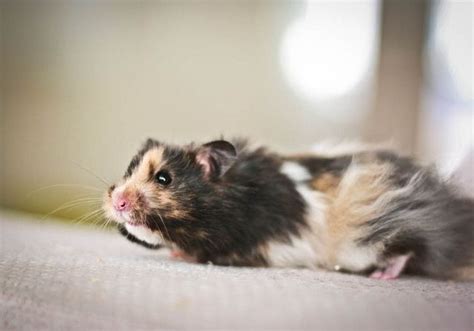 Eldgríma Black Tortoiseshell Banded Lh Syrian Hamster Flickr