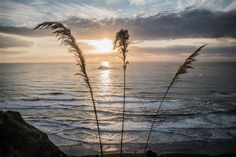 Silhouette Photograph Of Grass Beside Seashore · Free Stock Photo