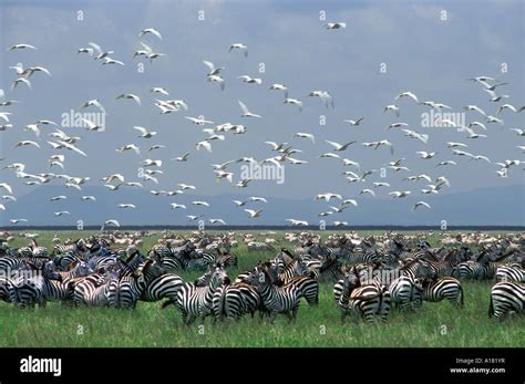 A Huge Herd Of Common Zebra With A Flock Of Cattle Egrets Flying