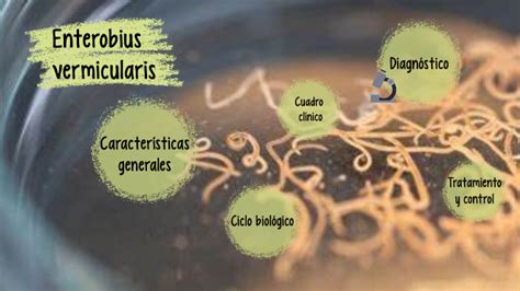 Enterobius Vermicularis By Paula Bernal Conesa On Prezi