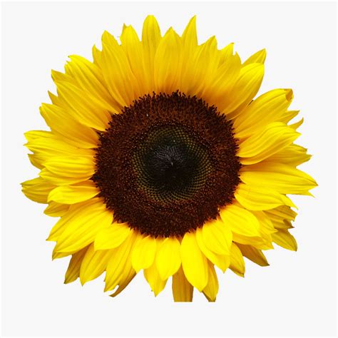 Clip Art Pics Of Sunflowers Color Realistic Sunflower