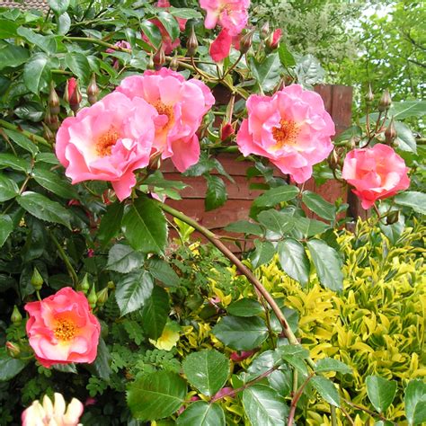 Summer Wine Rose Pink Climber Style Roses