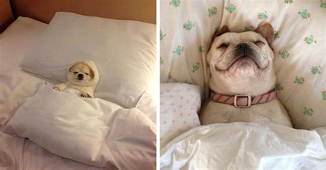 20 Sleepy Dogs Whore Definitely Not Letting You Sleep In Your Bed