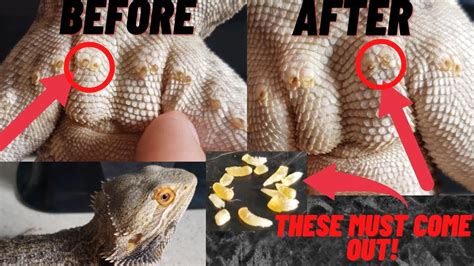 When And How To Clean Male Bearded Dragon Pores Youtube