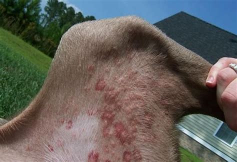 7 Common Bug Bites On Dogs And Cats Bug Bites Dog Allergies Dog Cat