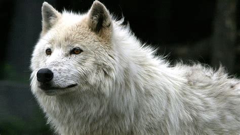 Hd Wallpaper Gray Wolf White Fur Predator Animal Mammal