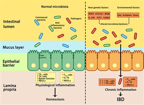 Frontiers Interactions Between Intestinal Microbiota And