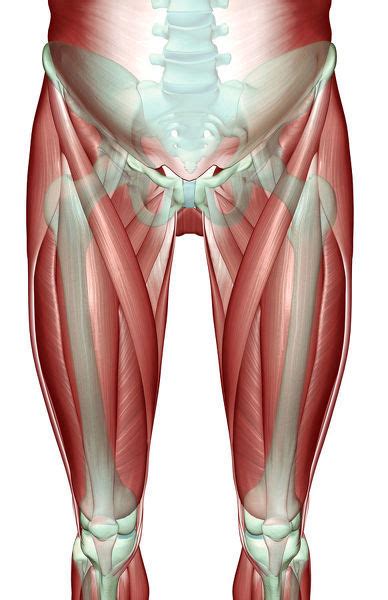 The hip flexors are a group of muscles in the pelvic region and upper thighs that help drive if you encounter a hip flexor strain, you will feel it in the front area where your thigh meets your hip. adductor longus, anatomy, front view, hip #18106429 Poster